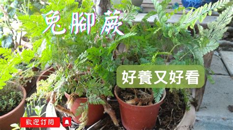 兔腳蕨風水|兔腳蕨：居家綠意與好運的完美結合 – 植物盆栽綠寶典